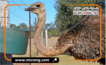 برنامه تغذیه مرحله‌ای برای شترمرغ‌های گوشتی و تخم‌گذار